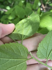 Celtis occidentalis
