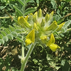 Astragalus vulpinus