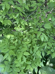 Celtis occidentalis