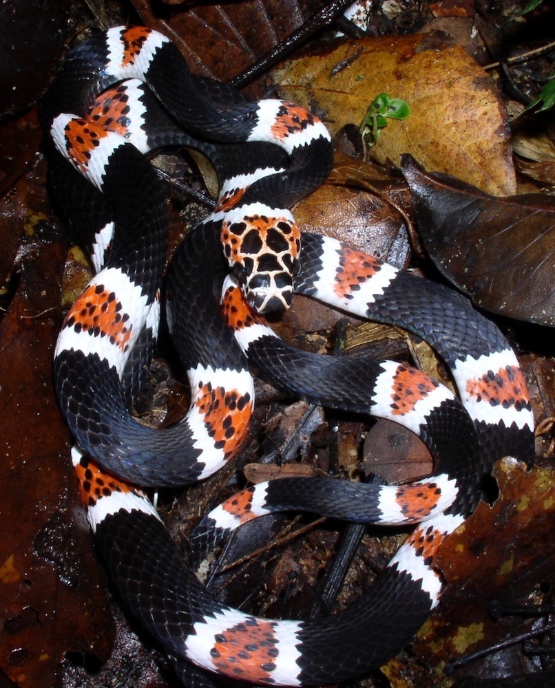 Amazon Banded Snake