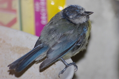 Cyanistes caeruleus