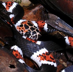 Rhinobothryum lentiginosum