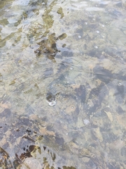 Leptocottus armatus