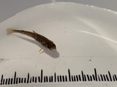 Salmo trutta fario