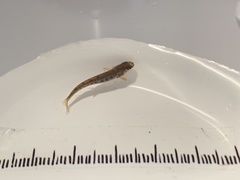 Salmo trutta fario