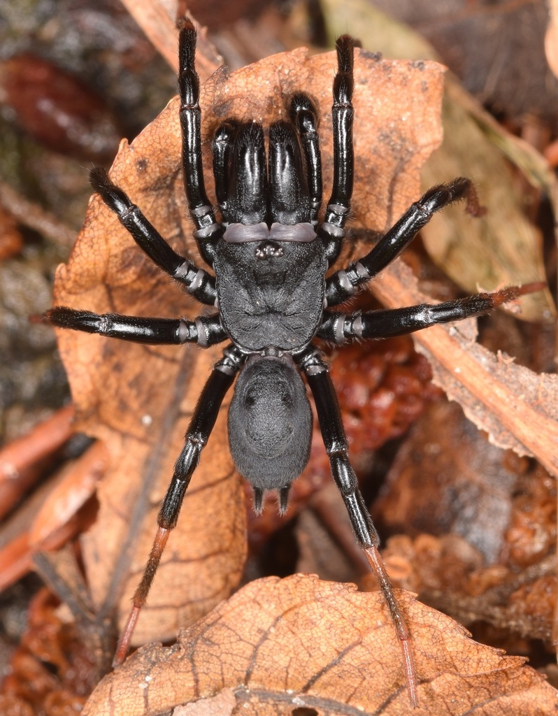 Atlantic Purse-web Spider