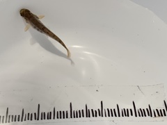 Salmo trutta fario