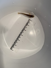 Salmo trutta fario