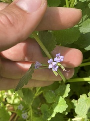 Glechoma hederacea