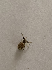 Zygoballus rufipes