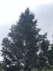 Abies religiosa