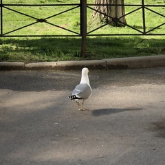 Larus argentatus