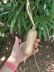 Kigelia
