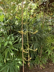 Kigelia