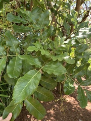 Kigelia