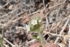 Amsinckiopsis kingii