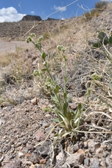 Amsinckiopsis kingii