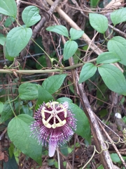 Passiflora smithii