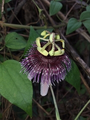 Passiflora smithii