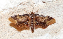 Idaea furciferata