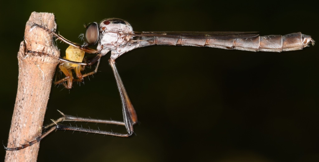 Thin-legged Pixie