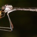 Apachekolos tenuipes - Photo (c) skitterbug, algunos derechos reservados (CC BY), uploaded by skitterbug