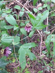Passiflora smithii