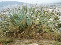 Dasylirion berlandieri