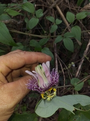 Passiflora smithii