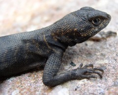 Tropidurus insulanus