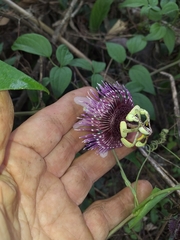 Passiflora smithii