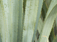 Dasylirion berlandieri