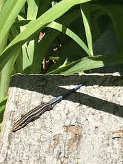 Plestiodon fasciatus