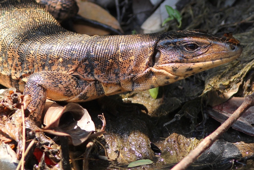 Tupinambinae
