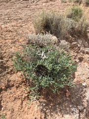 Acleisanthes lanceolata