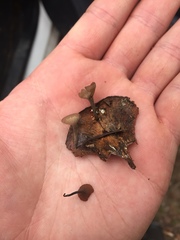 Ciboria rufofusca