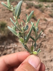 Acleisanthes lanceolata