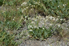 Lepidium cartilagineum