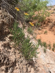 Gaillardia multiceps
