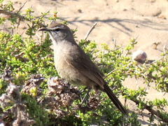 Cercotrichas coryphoeus cinerea