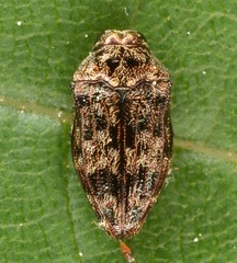 Brachys aeruginosus