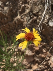 Gaillardia multiceps