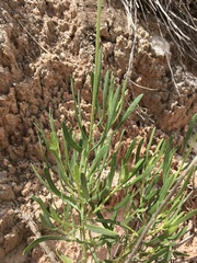 Gaillardia multiceps