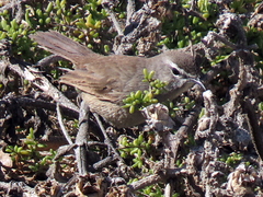 Cercotrichas coryphoeus cinerea