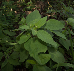 Blainvillea gayana