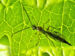 Tromatobia lineatoria