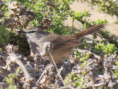 Cercotrichas coryphoeus cinerea
