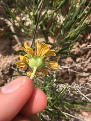 Gaillardia multiceps