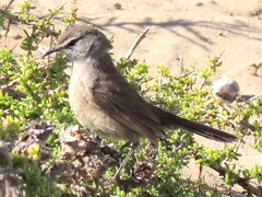 Cercotrichas coryphoeus cinerea