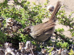 Cercotrichas coryphoeus cinerea